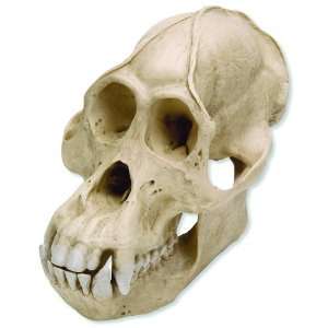 3B Scientific VP761/1 Male Orangutan Skull (Pongo Pygmaeus), 8.7 x 6 