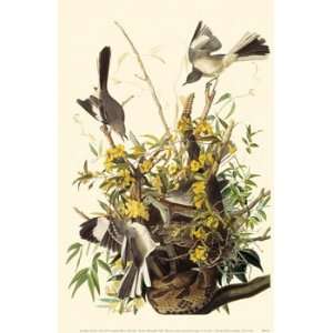  Northern Mockingbird Poster