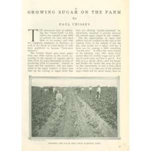  1911 Growing Sugar Beets Hampton Iowa Geneva Illinois 