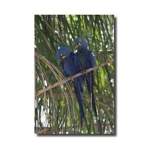  Hyacinth Macaws Giclee Print