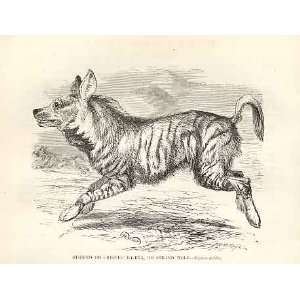  Striped Or Crested Hyaena Or Strand Wolf 1862 Engraving 