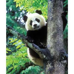    Smithsonian Giant Panda Mei Xiang 100pc Jigsaw Puzzle Toys & Games