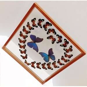  Real Framed Butterflies Heart Valentines Day Gift with 
