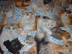Realistic Cats Kittens Fabric FQs Cats Meow  