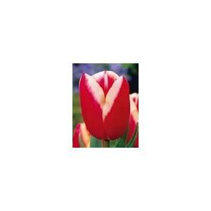  Lucky Strike Tulip Bulbs 50 Pk Patio, Lawn & Garden