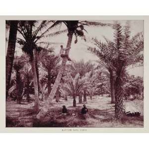 1893 Print Coconut Palm Kanfohe Kaneohe Park Hawaii   Original Duotone 