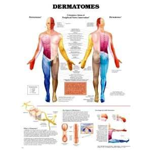 Dermatomes Anatomical Chart Laminated  Industrial 