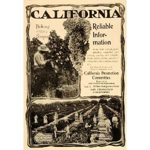 1902 Ad California Vineyard Raisin San Joaquin Valley   Original Print 