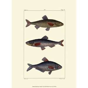 Freshwater Fish III Poster by Pretre (9.50 x 13.00)