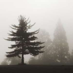  Evergreen, Limited Edition Photograph, Home Decor 
