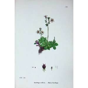   Botany Plants C1902 Starry Saxifrage Stellaris Colour