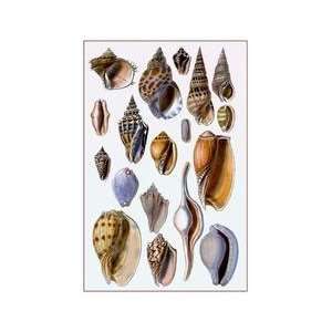  Shells Trachelipoda #6 12x18 Giclee on canvas