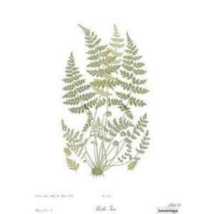  Brittle Fern (Canv)    Print