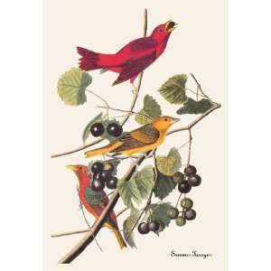 Summer Tanager 16X24 Canvas Giclee 