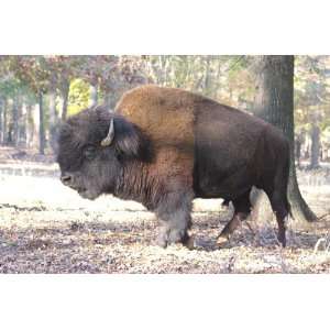  Wood Bison Taxidermy Photo Reference CD