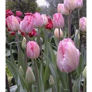  Tulip Ganders Rhapsody 11 12 cm. 100 pack Patio, Lawn 