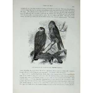   CassellS Birds C1870 Red Footed Evening Falcon Prey