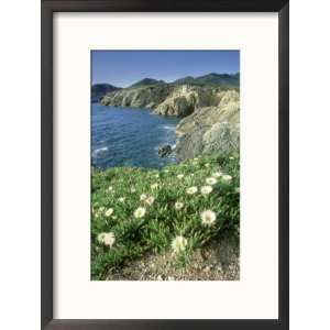Pigface Plant, Flowering, La Corse, France Collections Framed 