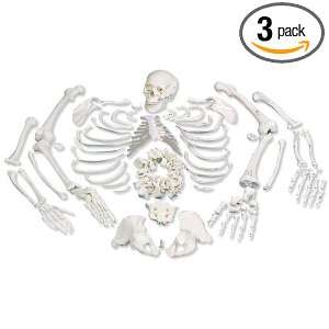  Disarticulated Human Skeleton