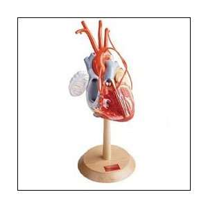 Heart of America Model Plus With Coronary Bypasses  