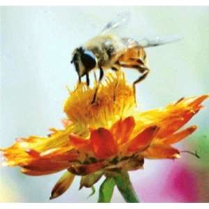  Honey Flower Soy Fragrance Oil Candle 16oz Everything 