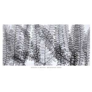 Steven N Meyers   Maidenhair Ferns Canvas 