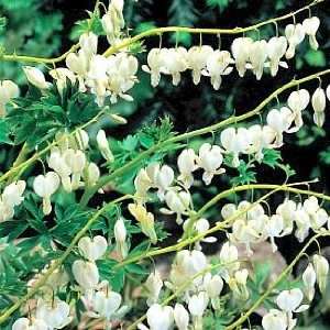  White Bleeding Hearts   Dicentra   Great in Shade   Potted 