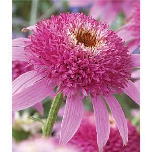    Echinacea, Pink Double Delight 1 Plant Patio, Lawn & Garden