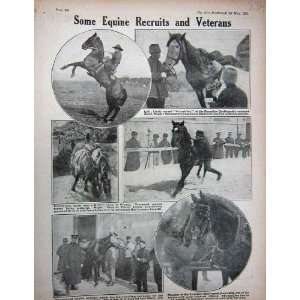   1915 WW1 Horses British Camp France Canadian Soldiers
