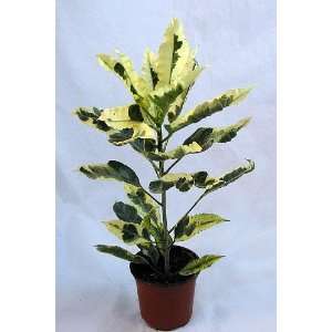  Tamara White Croton   Easy to Grow Houseplant   New Patio 