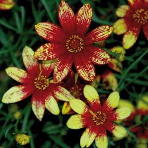  Coreopsis Route 66 Patio, Lawn & Garden