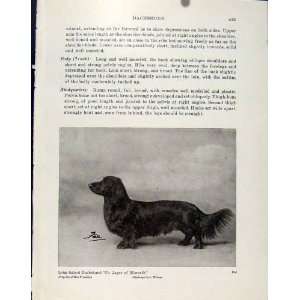  Long Haired Dachshund Fine Art Old Print Dog Hound Pet 