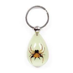   Real Bug Key Chain Tear Drop Shape Glow in the Dark Spiny Spider Home