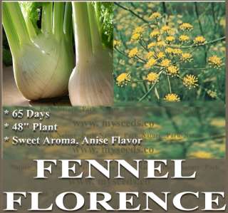 FENNEL SEEDS FLORENCE ANNUAL HERB ANISE CULINARY SPICES  
