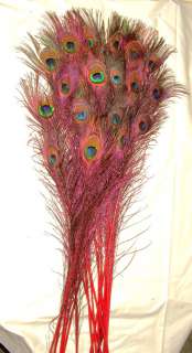 100 Peacock Feathers w Eyes Stem Dyed RED  