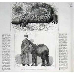  Poisonous Lizard From Mexico & Jingo The Elephant 1882 