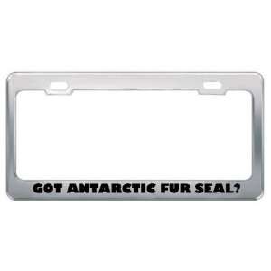 Got Antarctic Fur Seal? Animals Pets Metal License Plate Frame Holder 
