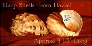 HAWAII HAWAIIAN HARP SEASHELL SHELLS WITH SAND  