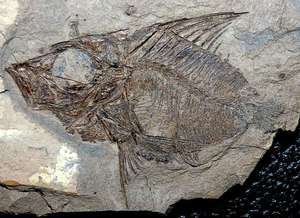   radobojanus   BEAUTIFUL   RARE   museum quality fossil fish  