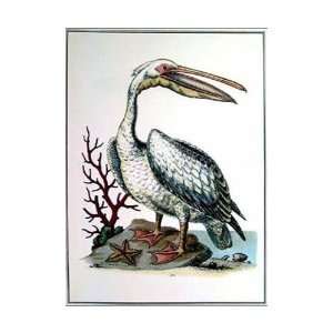  Pelican And Starfish (1746) Poster Print