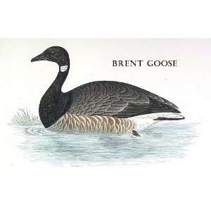  Birds Brent Goose Sheet of 21 Personalised Glossy Stickers 