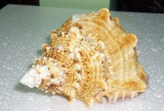 Bursa Buba Sea shell over 180mm7.00Inches  