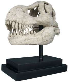 22.5 Jurassic T Rex Dinosaur Skull Fossil Museum Replica Statue 