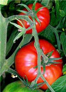Organic Tomato  Big Boy seeds V 326  