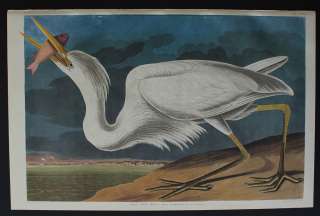 Audubon Amsterdam   Great White Heron 211  