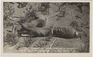 NEW MEXICO   Rattlesnake Swallowing Rabbit c.1925 J R Willis Real 