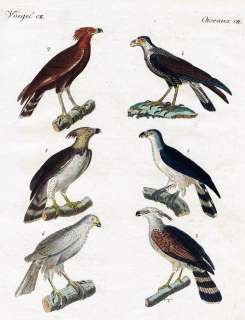 1800   Adler eagle Harpyie Vögel Kupferstich Bertuch  