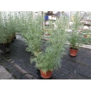 Colastrauch grosse Pflanze Kolastrauch Artemisia camphorata Grosse 