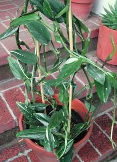 Rare Monstera standleyana   Beautiful variegation   (Aroid 