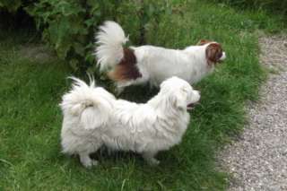 Peek A Pom Junghunde in Bad Doberan   Landkreis   Neubukow  Hunde 